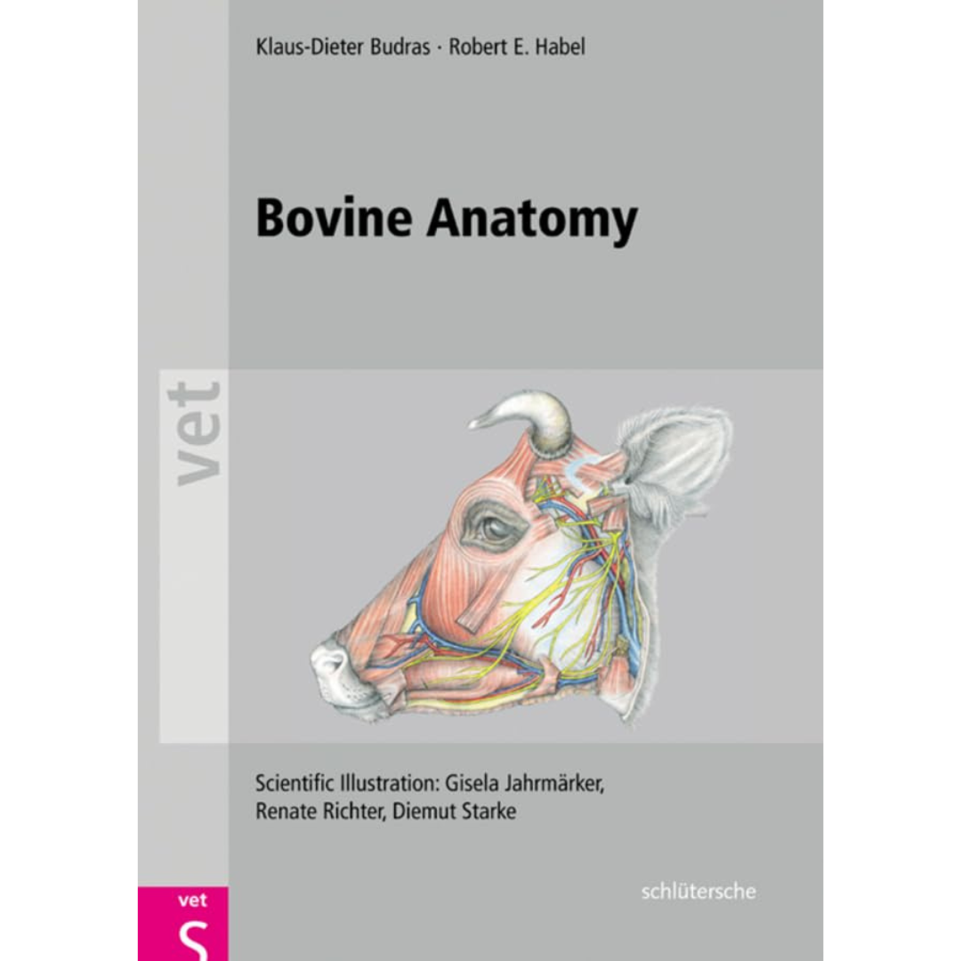 Bovine Anatomy